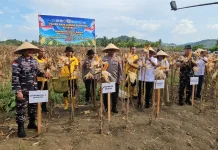 Polda Papua Menggelar Panen Raya Jagung di 5 Daerah se-Papua