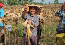 Bulog Papua Siap Serap Hasil Panen Jagung Petani Binaan Polda