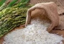 Sejarah Nasi: Dari Butir Liar Menjadi Menu Utama