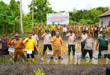 Fakhiri Tanam Padi Perdana di Waropen, Bidik 700 Hektare Sawah