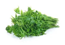 Ragam Manfaat Pakis Sayur untuk Kesehatan
