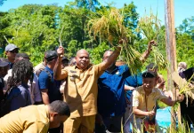 Gubernur Fakhiri Panen Perdana Padi di Yapen, Dorong Papua Jadi Lumbung Beras