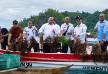 Gubernur Papua Siapkan Pabrik Rumput Laut di Yapen