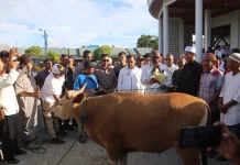 Pemkot Jayapura Salurkan 111 Ekor Sapi Kurban Sambut Iduladha 1447 Hijriah