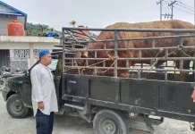 Roby, Sapi Kurban yang Membawa Pesan Toleransi dari Abepantai