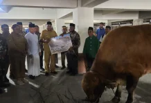 Masjid Raya Jayapura Terima Sapi Kurban Presiden Hampir Satu Ton
