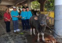 Kejati Papua Tambah Hewan Kurban, Daging Disalurkan hingga Panti Asuhan