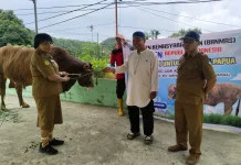 Pemprov Papua Salurkan Hewan Kurban ke Seluruh Kabupaten/Kota