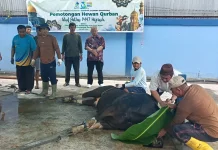 PT Air Minum Jayapura Targetkan Hewan Kurban Bertambah Tahun Depan