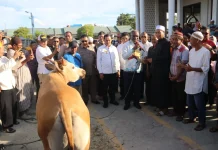 Pemkot Jayapura Perkuat Semangat Berbagi lewat Penyaluran 111 Sapi Kurban