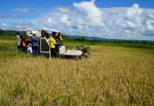 Panen Perdana Sawah Rakyat Perkuat Upaya Kemandirian Pangan Kota Jayapura