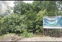 Abisai Rollo Serukan Penyelamatan Hutan Papua