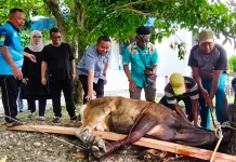 DPR Papua Salurkan 4 Ekor Sapi Kurban, Perkuat Tali Persaudaraan dan Toleransi