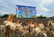 Panen Raya Jagung, Wujud Nyata Dukungan Ketahanan Pangan Nasional