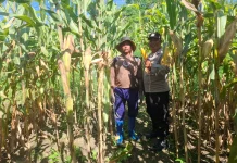 Polsek Nimbokrang Monitoring Persiapan Panen Jagung