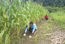 Sat Binmas Polres Jayapura Laksanakan Pembersihan Lahan Jagung Ketahanan Pangan