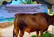 Pemkab Jayapura Salurkan 75 Hewan Kurban ke Masyarakat