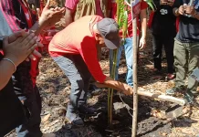PDI Perjuangan Tanam Sagu Lestarikan Alam Papua