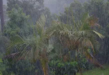 Mengenal Petrichor, Aroma Khas yang Hadir saat Hujan