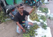 Buah Pinang bagi Masyarakat Papua sebagai Pelengkap Lima Sempurna.