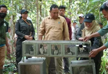Karantina Papua Selamatkan Puluhan Satwa Endemik dari Perdagangan Ilegal