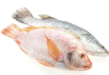 Studi: Ikan Lokal Indonesia Tak Kalah Bergizi dari Salmon