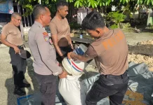 Personil Polres Jaya Panen Jagung dukungan Ketahanan Pangan