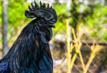 Intip Jenis Ayam Paling Unik dan Langka di Dunia