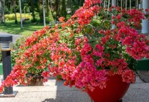 Tanaman Hias Depan Rumah yang Cantik dan Mudah Dirawat