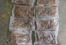 Tim Gabungan Gagalkan Pengiriman Ganja ke Timika