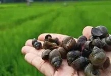 Ini Manfaat Keong Sawah untuk Kesehatan