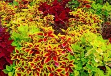 Peran Daun Warna-Warni Luar Biasa pada Tumbuhan
