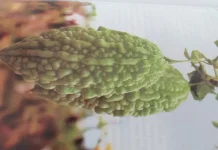 Manfaat Buah Pare bagi Kesehatan