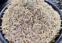 Manfaat Konsumsi Ikan Teri yang Sayang untuk Dilewatkan