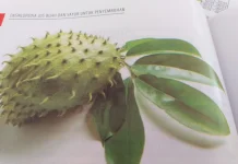Manfaat Buah Sirsak bagi Kesehatan