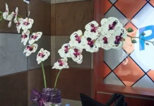Pesona Anggrek: Sang Ratu Flora Nusantara