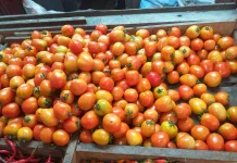 Tomat Salah Satu Bahan Pangan yang Kaya Vitamin