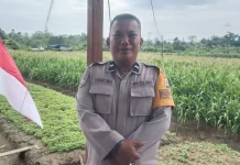 Peluang Emas Budidaya Jagung Perkasa yang Menjanjikan