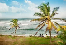 Faktor Penyebab di Pantai Indonesia Indentik dengan Banyaknya Pohon Kelapa