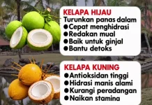 Jangan Asal Minum Air Kelapa, Beda Warna Beda Khasiatnya