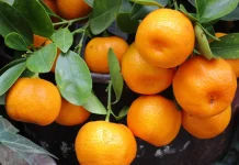 Perbedaan Jeruk Tangerine, Mandarin, dan Keprok