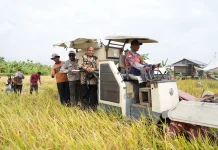 BRMP Targetkan Papua Swasembada Beras dalam 3 Tahun