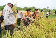 Papua Siapkan 6.500 Hektare Sawah untuk Swasembada Beras
