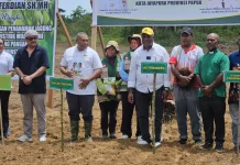 Muara Tami Kembangkan Lahan Jagung untuk Ketahanan Pangan Papua