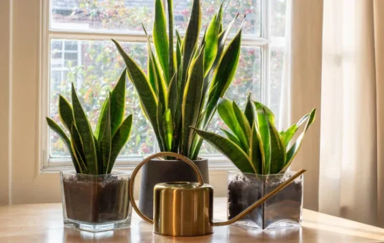 Berbagai Tanaman Hias untuk Mempercantik Rumah