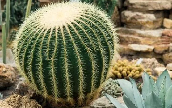 Jenis Kaktus dengan Harga Fantastis