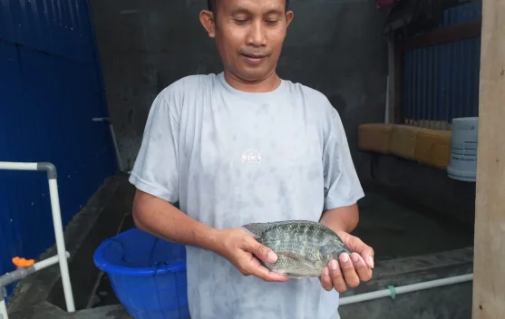 Usaha Ikan Air Tawar Danau Sentani