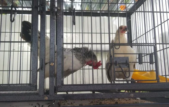 Ayam Kate: Hobi, Usaha, dan Penghibur Suasana
