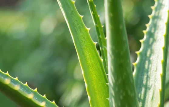Lidah Buaya, Tanaman Herbal Serbaguna dengan Beragam Khasiat