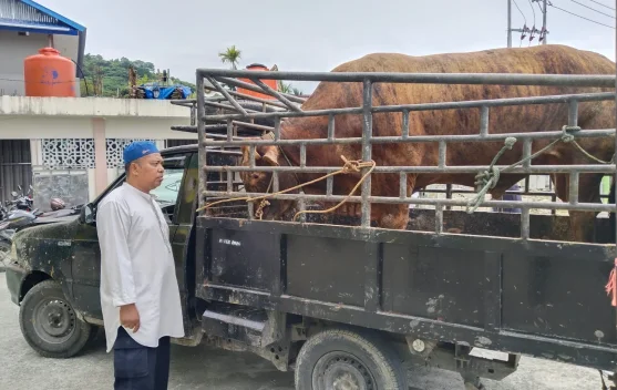 Roby, Sapi Kurban yang Membawa Pesan Toleransi dari Abepantai